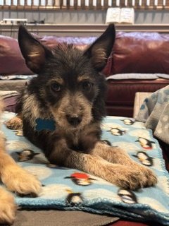 ELLA - Terrier available for adoption