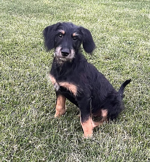 ROWLF - Terrier available for adoption
