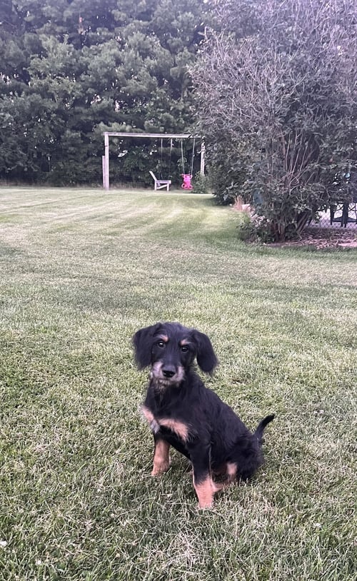 ROWLF - Terrier available for adoption