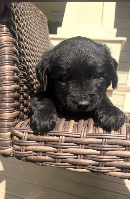 MILO - Golden Retriever / Labrador Retriever available for adoption