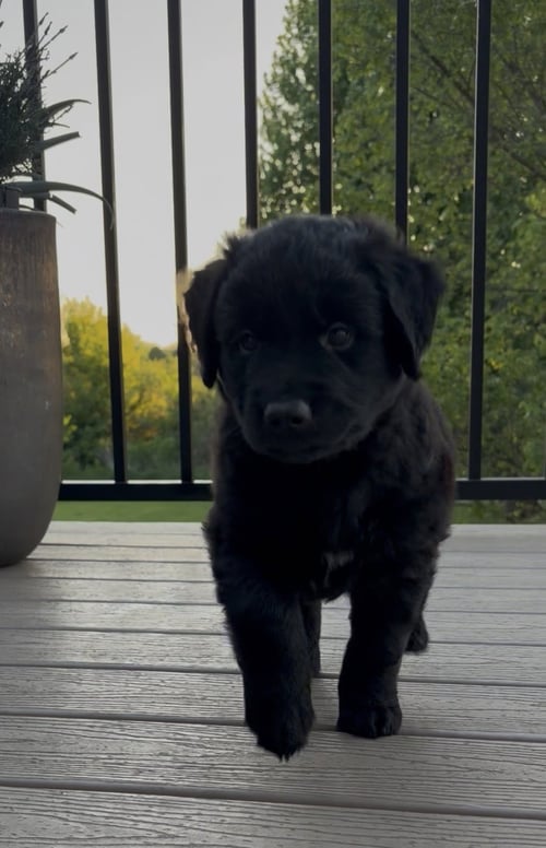 MILO - Golden Retriever / Labrador Retriever available for adoption
