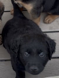 Milo - Photo 3