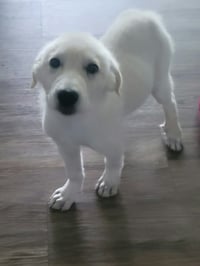 Ella Mae - Photo 3