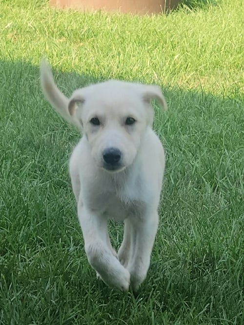 ELLA MAE - Great Pyrenees available for adoption