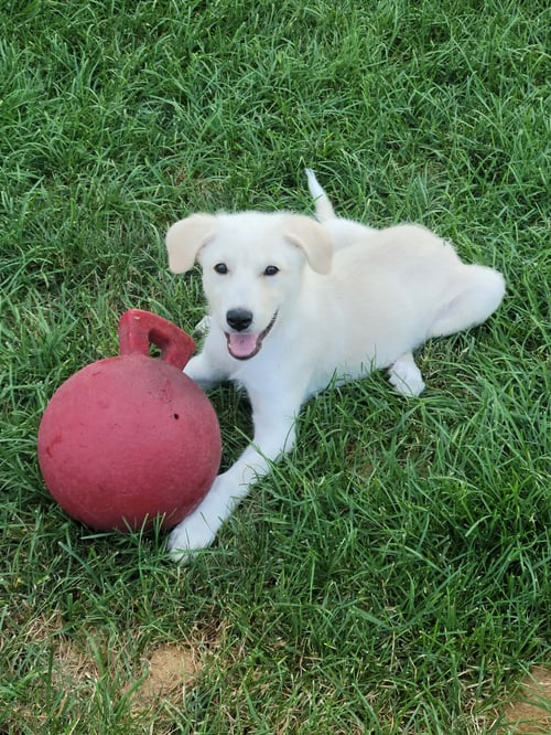 ELLA MAE - Great Pyrenees available for adoption