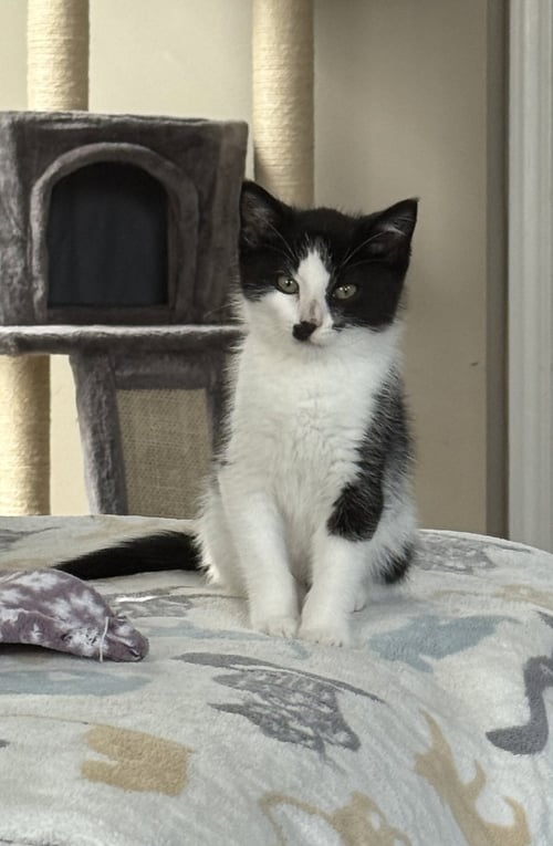 CHARLIE CHAPLIN - Domestic Short Hair available for adoption