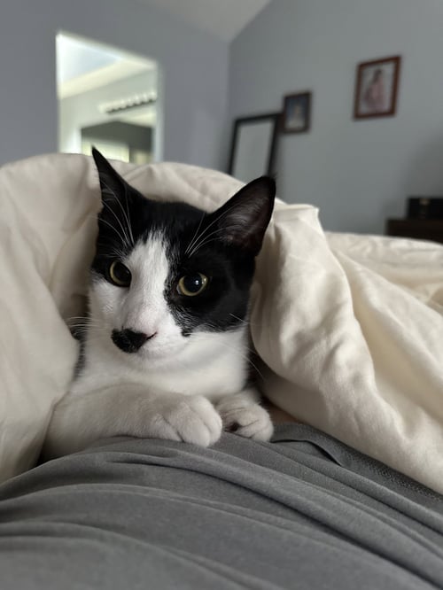 CHARLIE CHAPLIN - Domestic Short Hair available for adoption