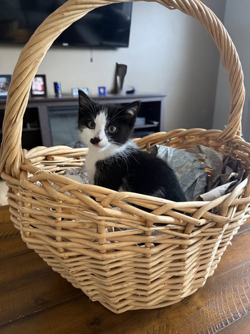 CHARLIE CHAPLIN - Domestic Short Hair available for adoption