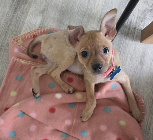PECAN - Chihuahua for adoption in Aurora
