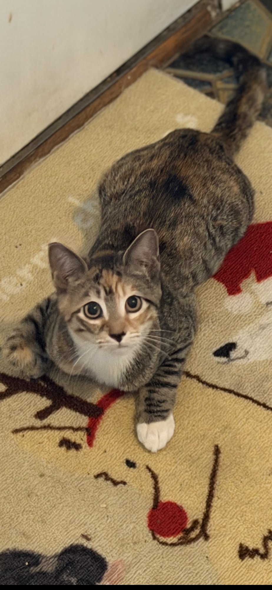 CATE - Domestic Short Hair available for adoption