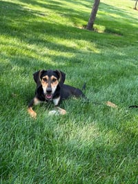 Junie - Photo 2