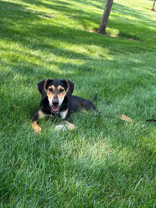 JUNIE - Hound available for adoption
