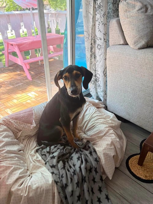 JUNIE - Hound available for adoption