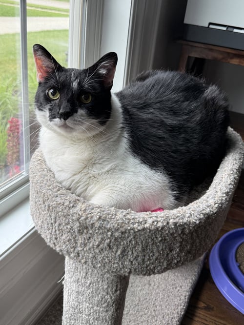 BRUCE - Domestic Short Hair available for adoption