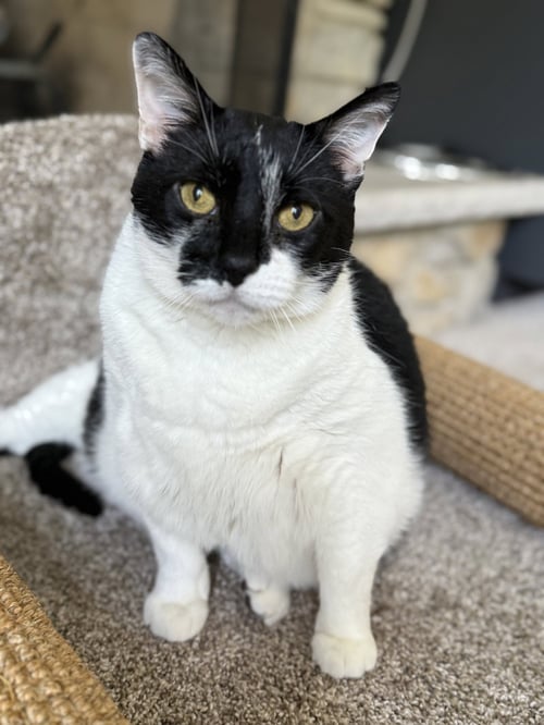 BRUCE - Domestic Short Hair available for adoption