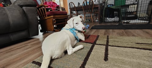 ANDY - Labrador Retriever available for adoption