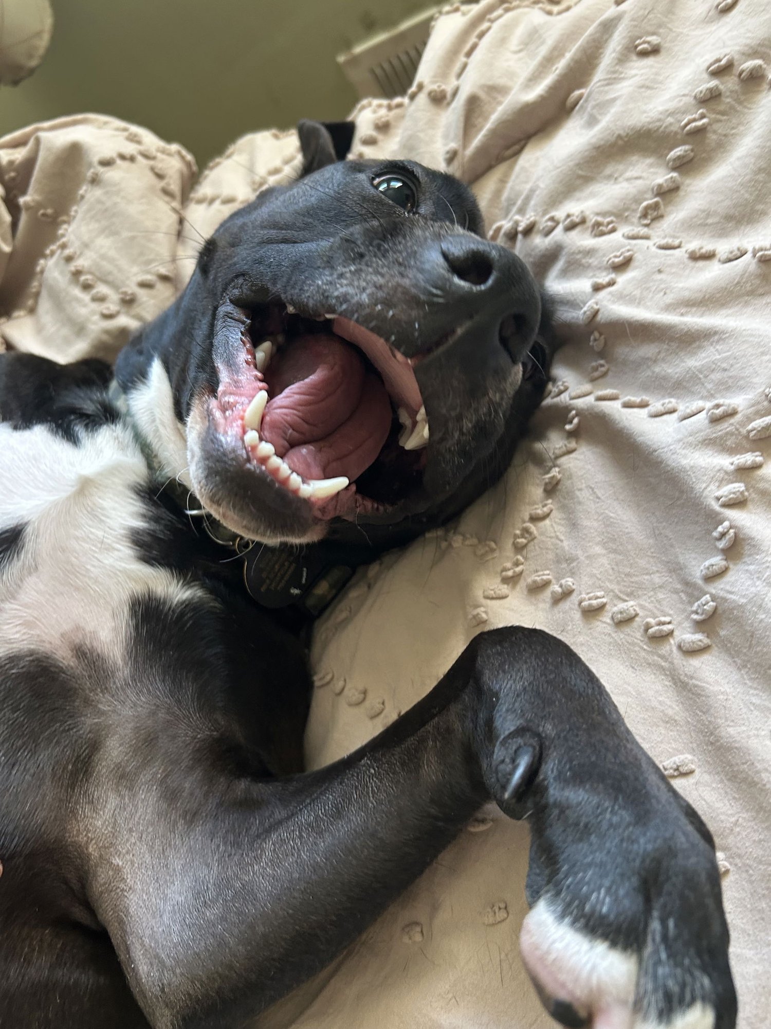 BOWIE - Terrier available for adoption