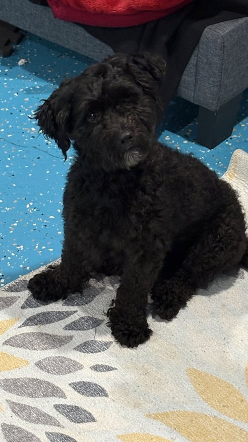 WAYLON - Maltese / Poodle (Miniature) available for adoption