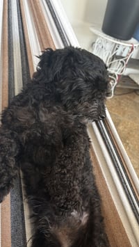 Waylon - Photo 2