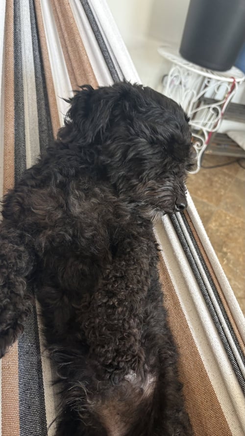 WAYLON - Maltese / Poodle (Miniature) available for adoption