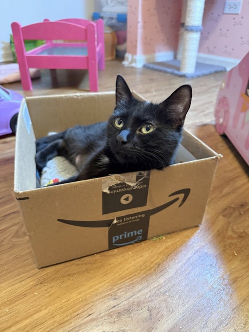 KEALOHI - Domestic Short Hair available for adoption