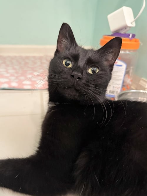 KEALOHI - Domestic Short Hair available for adoption