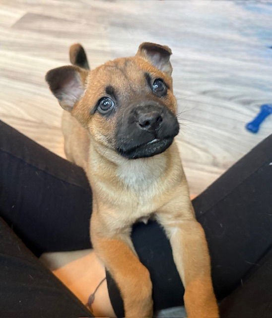 SPRING - Terrier available for adoption