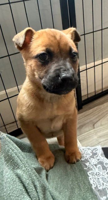 SPRING - Terrier available for adoption