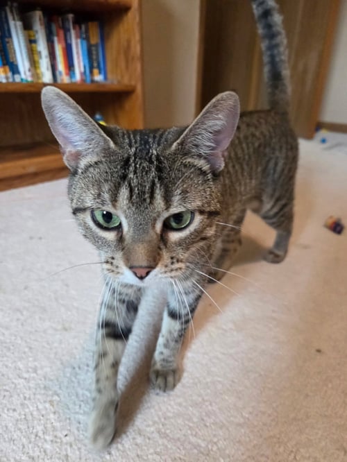 STEAMY - Domestic Short Hair available for adoption