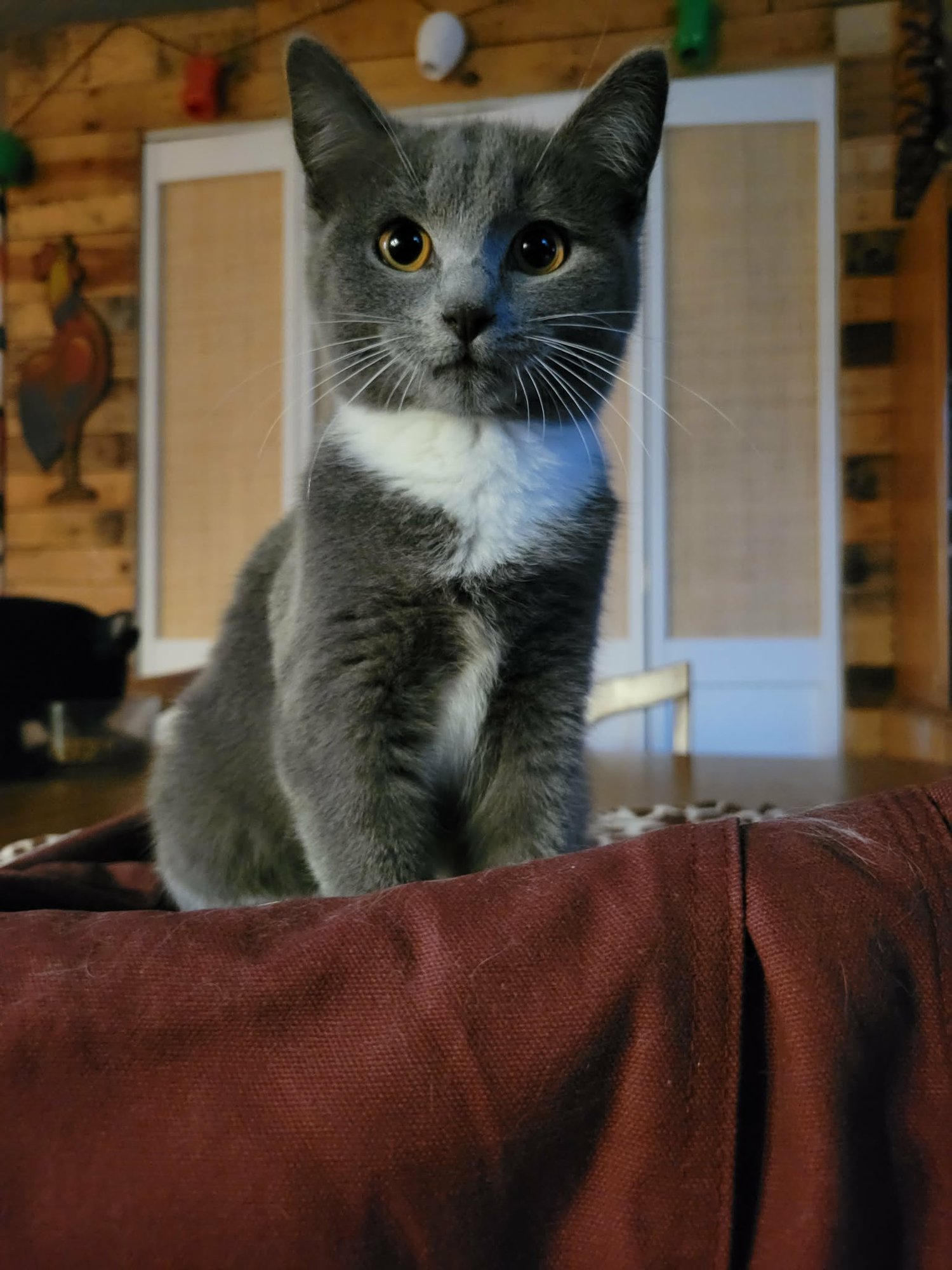 JUNIE - Domestic Short Hair available for adoption