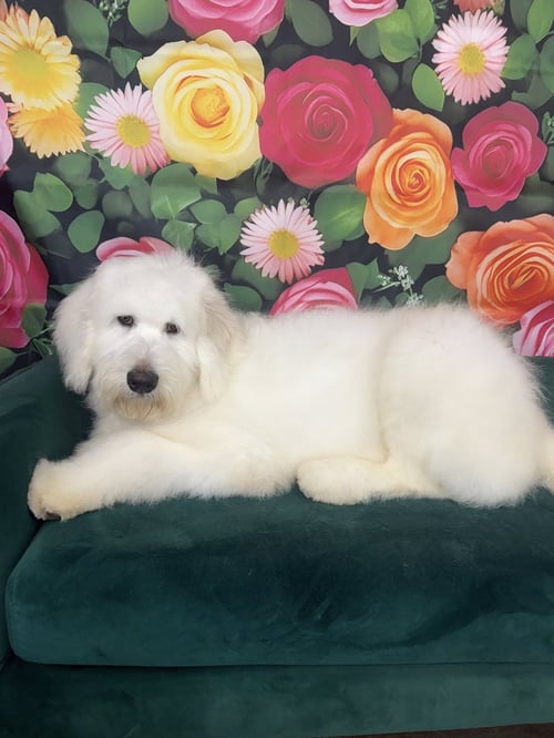 PABLO ESCOBARK - Poodle (Standard) for adoption in Aurora