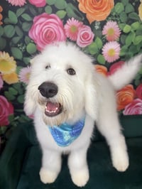 Pablo Escobark - Photo 2