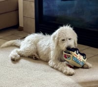 Pablo Escobark - Photo 3