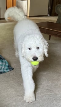 Pablo Escobark - Photo 4