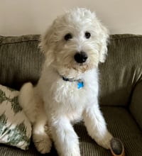 Pablo Escobark - Photo 5