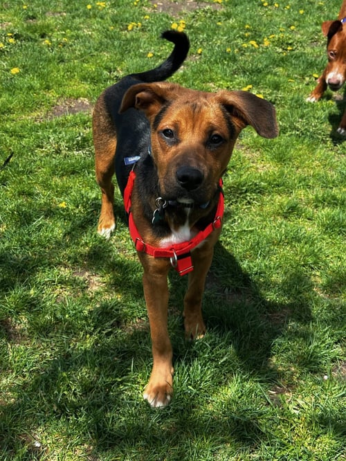 FROST - Shepherd available for adoption