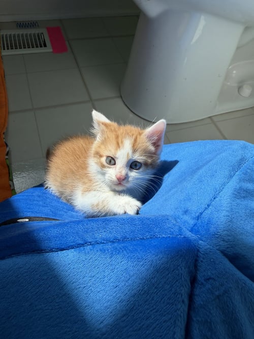 THE LORAX - Domestic Short Hair available for adoption
