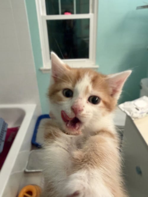 THE LORAX - Domestic Short Hair available for adoption