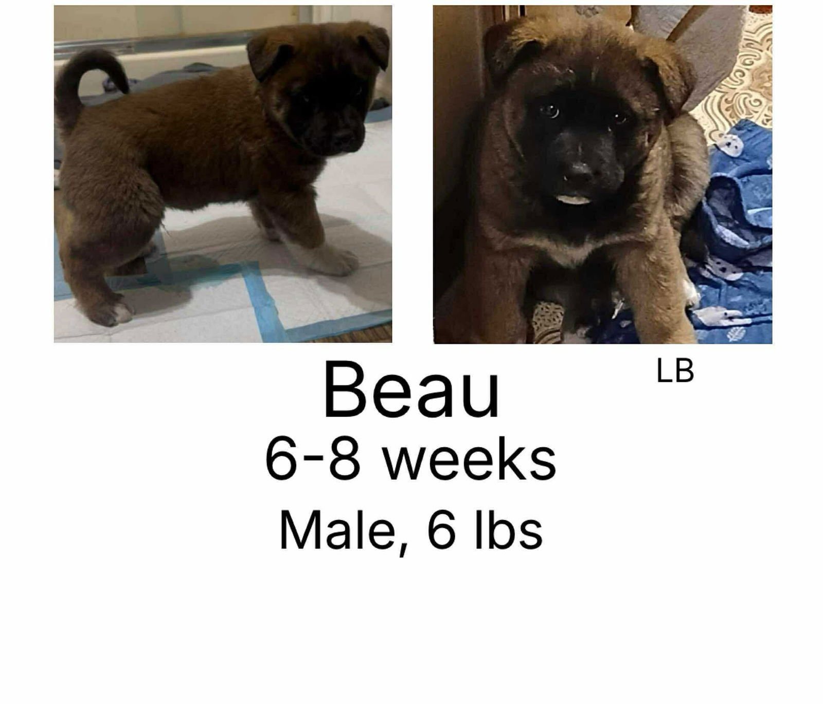 BEAU - Akita available for adoption