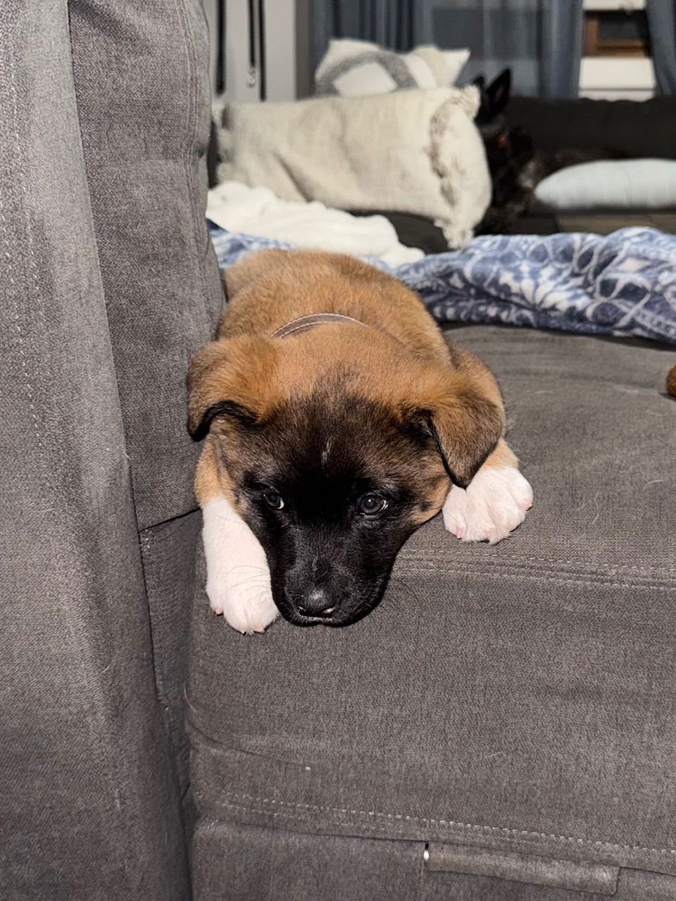 BEAU - Akita available for adoption