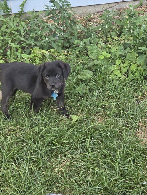 LUCILLE