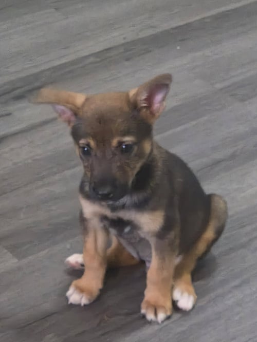 TITAN - Corgi / Terrier available for adoption