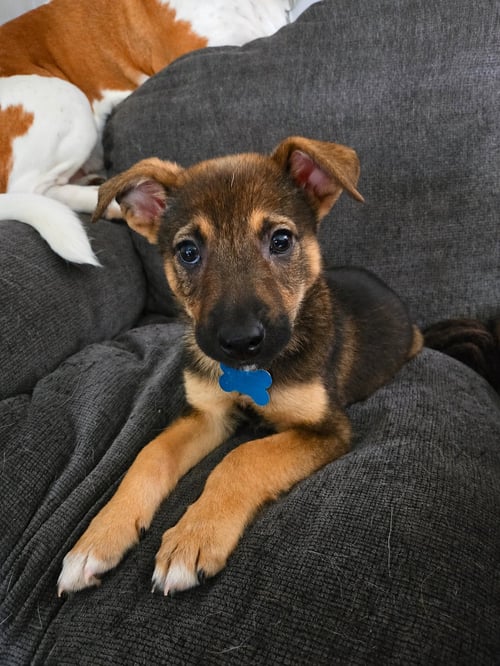 TITAN - Corgi / Terrier available for adoption
