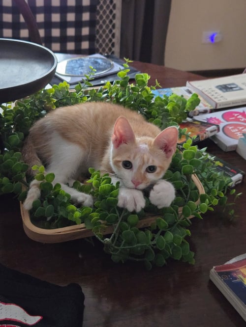 SUNNY - Domestic Short Hair available for adoption