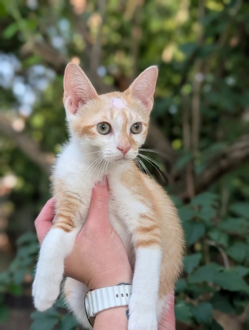 SUNNY - Domestic Short Hair available for adoption