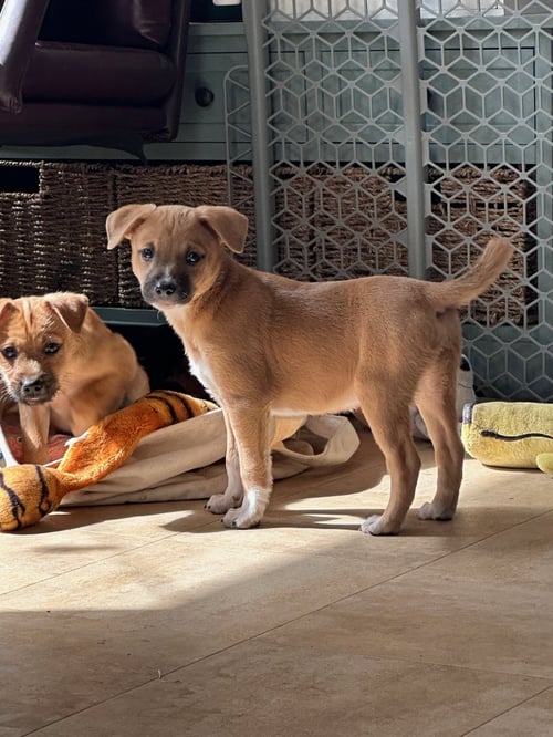 YOGI BEAR - Terrier available for adoption