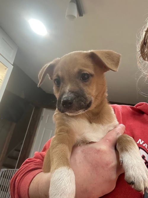 YOGI BEAR - Terrier available for adoption