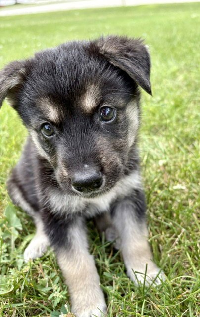 SUTTON - Husky for adoption in Aurora