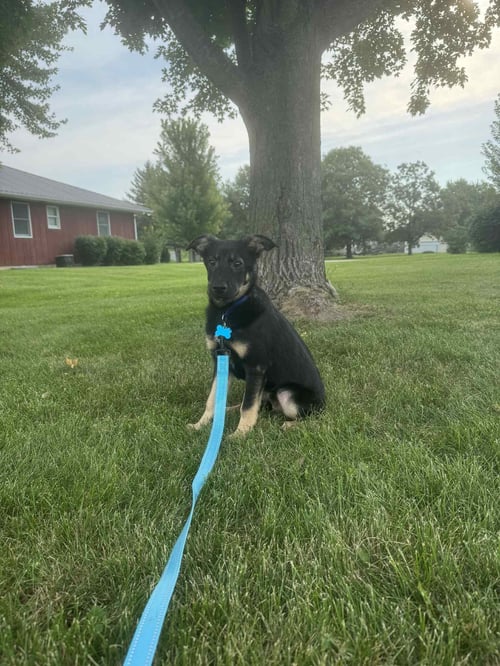 SAGE - German Shepherd Dog available for adoption