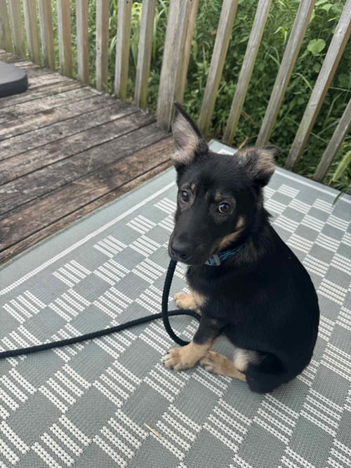 SAGE - German Shepherd Dog available for adoption